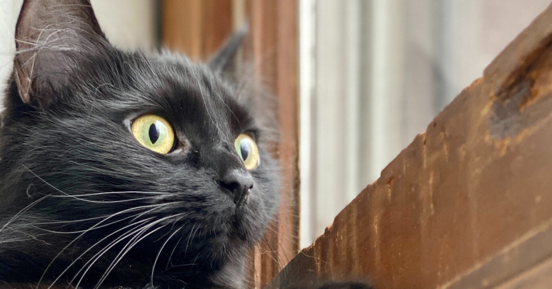 90年代k Pop版 黒猫のタンゴ を聴きませんか るしあ昌 Note 90年代k Pop版 黒猫のタンゴ を聴きませんか るしあ昌 Note