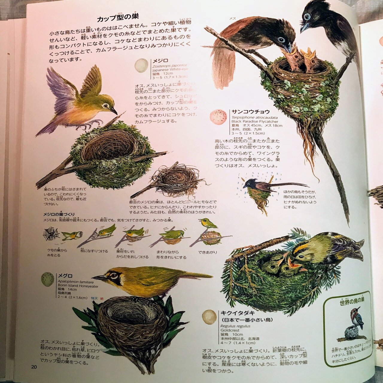 日本の鳥の巣図鑑 全259 レビュー 神楽坂らせん Note