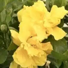 Il Giardino | Mauli’ola