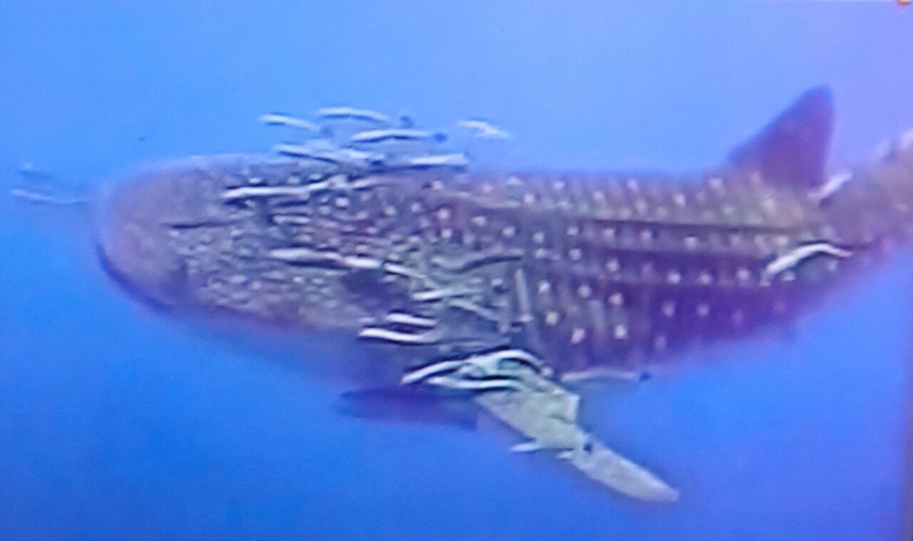 中国大型漁船またまた南米エクアドルのガラパゴス諸島近海へ大挙し希少サメなど根こそぎ乱獲というからすさまじい Oichan Note