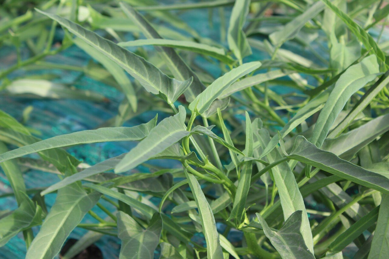 さいこうファーム ちょっとだけ野菜を販売します 吉田拓実 さいこうファーム Okhotsk Bihoro Note さいこうファーム ちょっとだけ野菜を販売します 吉田拓実 さいこうファーム Okhotsk Bihoro Note