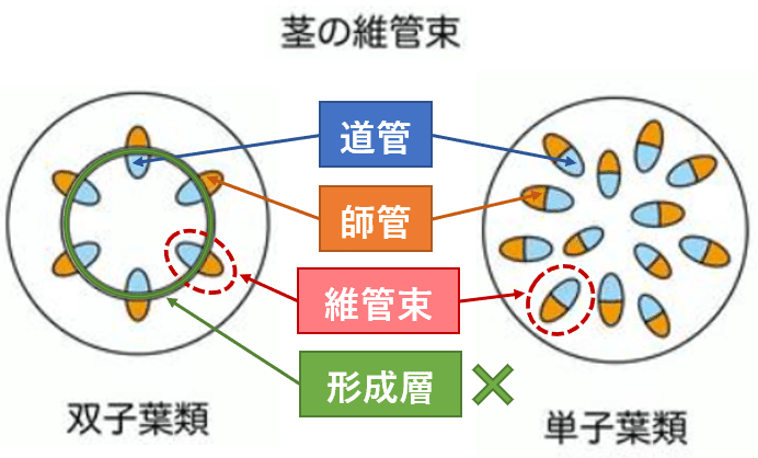 No 01 植物は重力を感じられ 触るとたくましくなる Murasaki Note