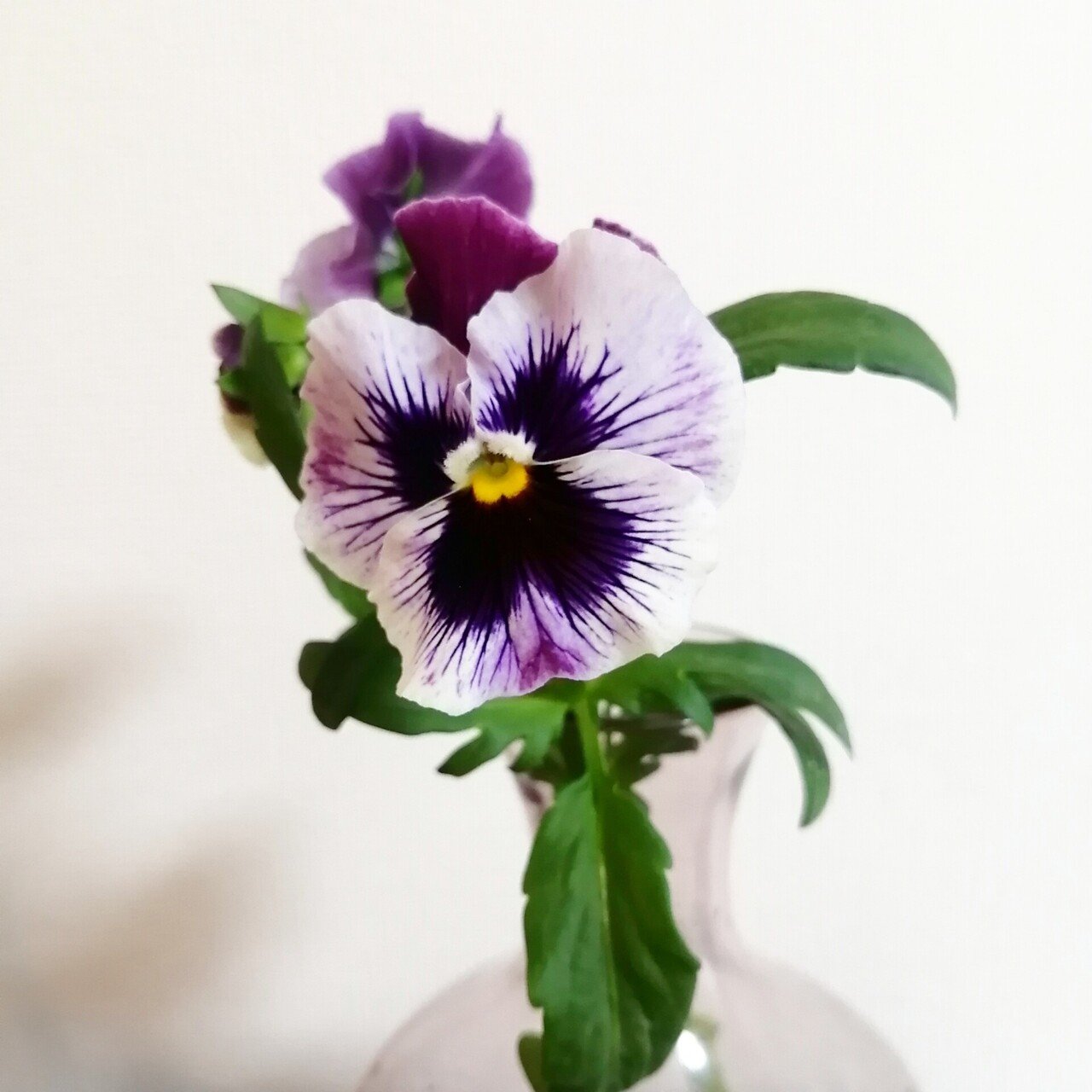 22 F パンジー ニコ Flower Clothes Note