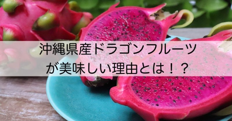 沖縄県産ドラゴンフルーツが美味しい理由とは！？