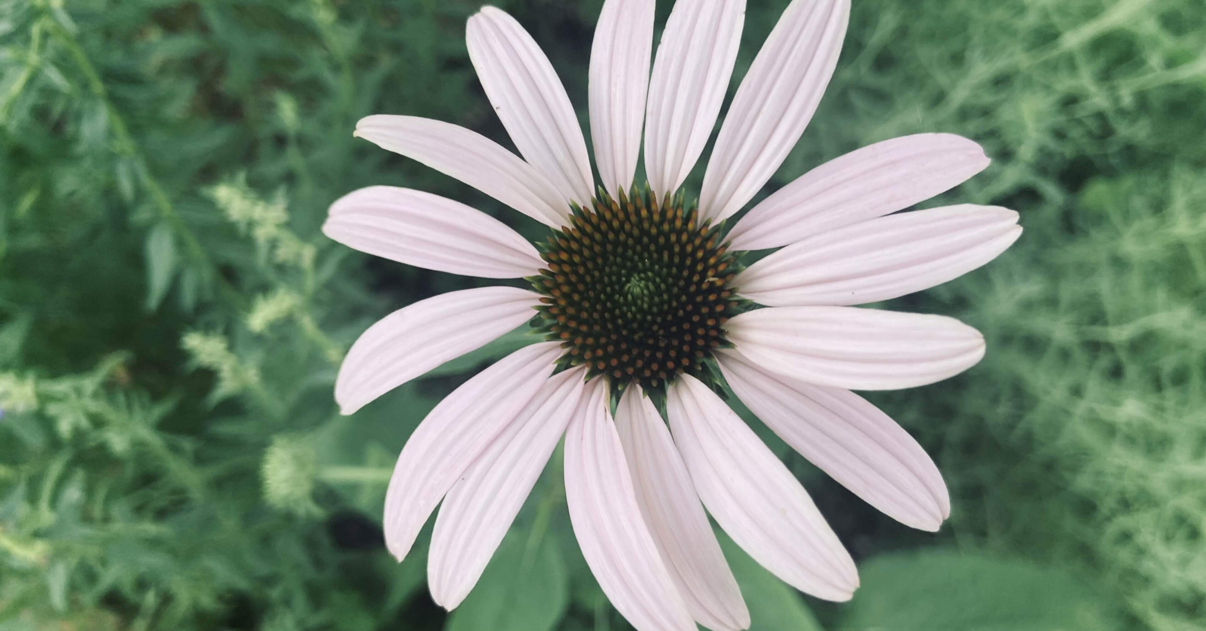エキナセア Echinacea Purpurea ころの庭自然菜園ーハーブやアロマもー Note エキナセア Echinacea Purpurea ころの庭自然菜園ーハーブやアロマもー Note