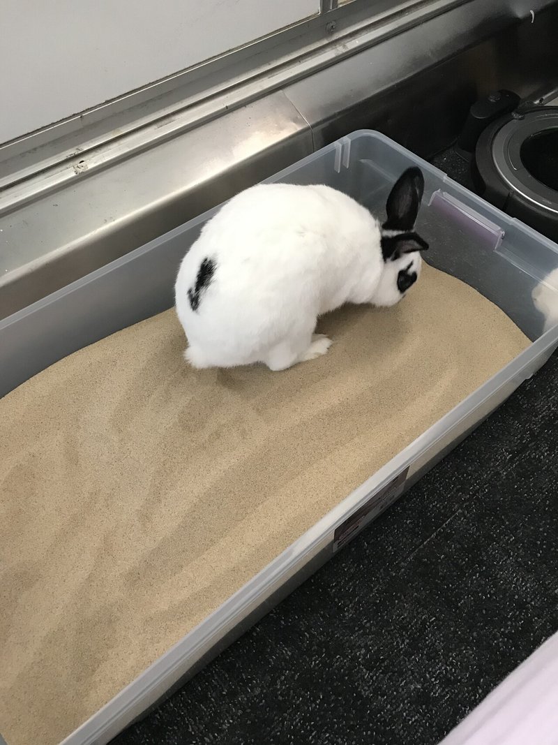 うさぎのホリホリ砂場を作りました Daisy Barber Note