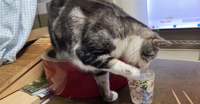 私の飲んでるコップから水を飲みたいお猫さま Kinchan Note 私の飲んでるコップから水を飲みたいお猫さま Kinchan Note