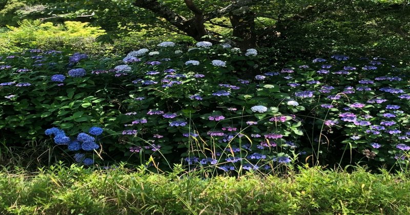 よそさんが京都で茶道を始めたらどうなる？