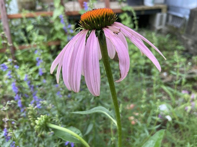 エキナセア Echinacea Purpurea ころの庭自然菜園ーハーブやアロマもー Note