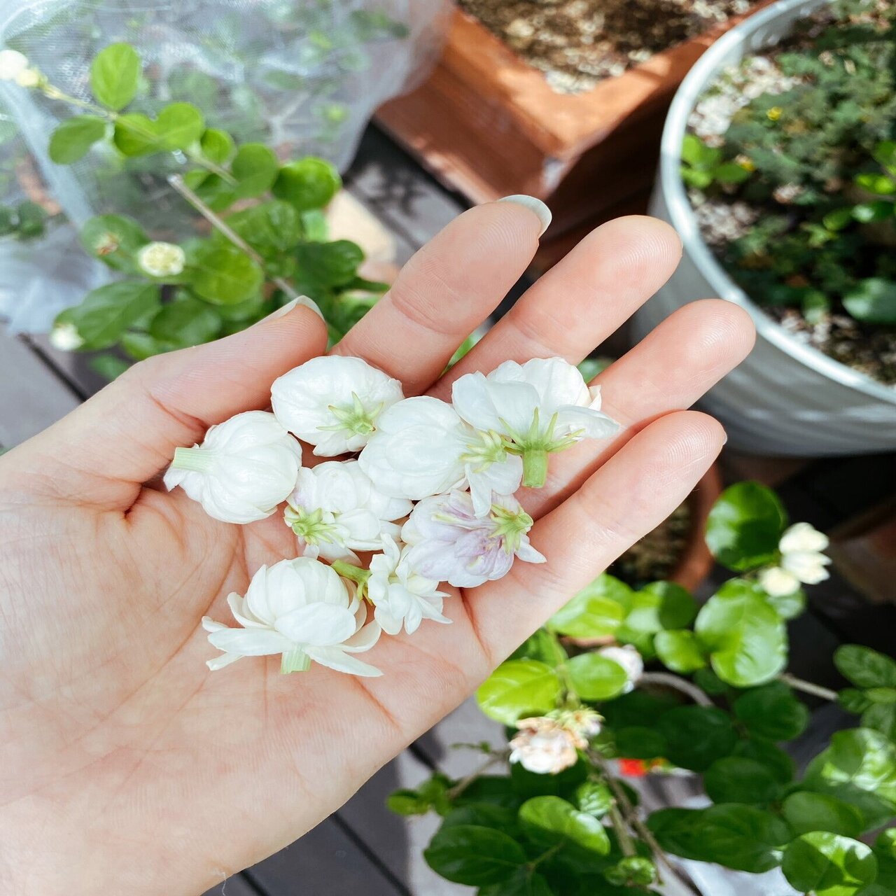 divana 新品　30ml  ジャスミン　ゆりママ様お取り置き divana 新品 30ml ジャスミン ゆりママ様お取り置き