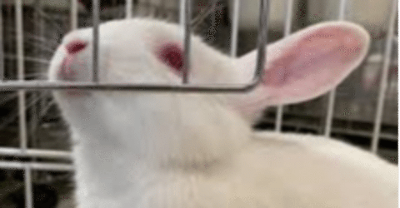 Sooあぐりーず愛し野うさぎカフェ Soo氏 Note