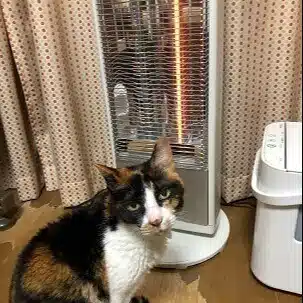 wawabubu