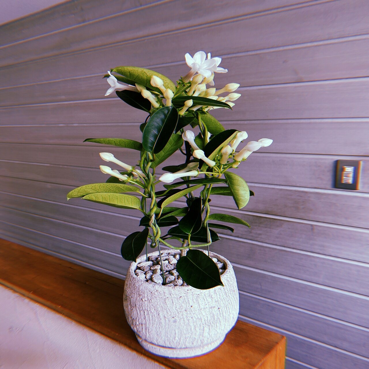 自家製ジャスミン茶を作る｜mana