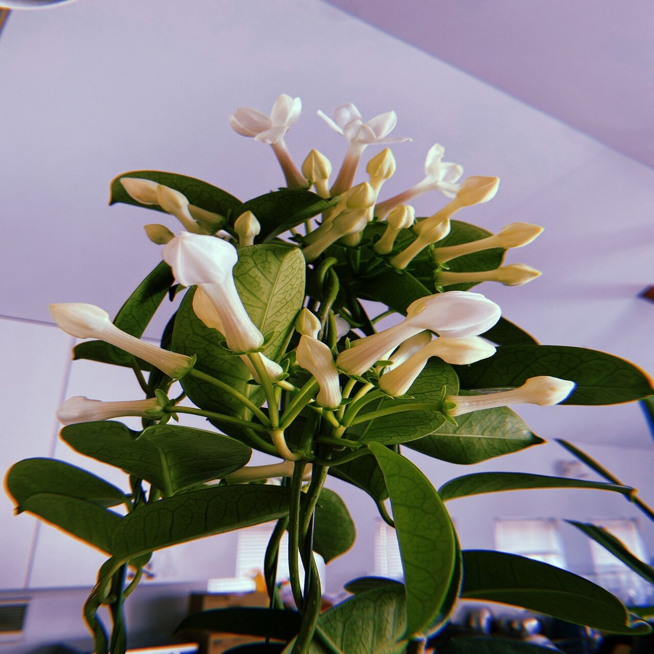 自家製ジャスミン茶を作る｜mana