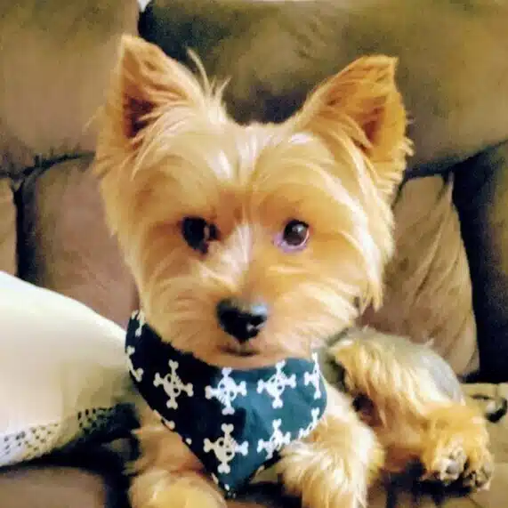 Ringo