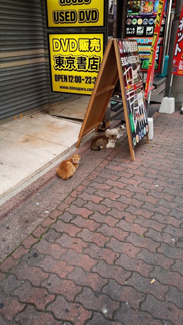 家の近くの可愛い猫たちです。