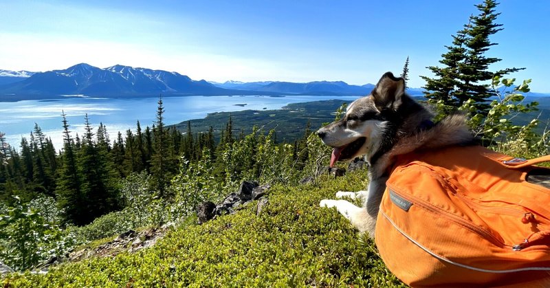 ＜極北カナダ＞犬といく夏の山キャンプ
