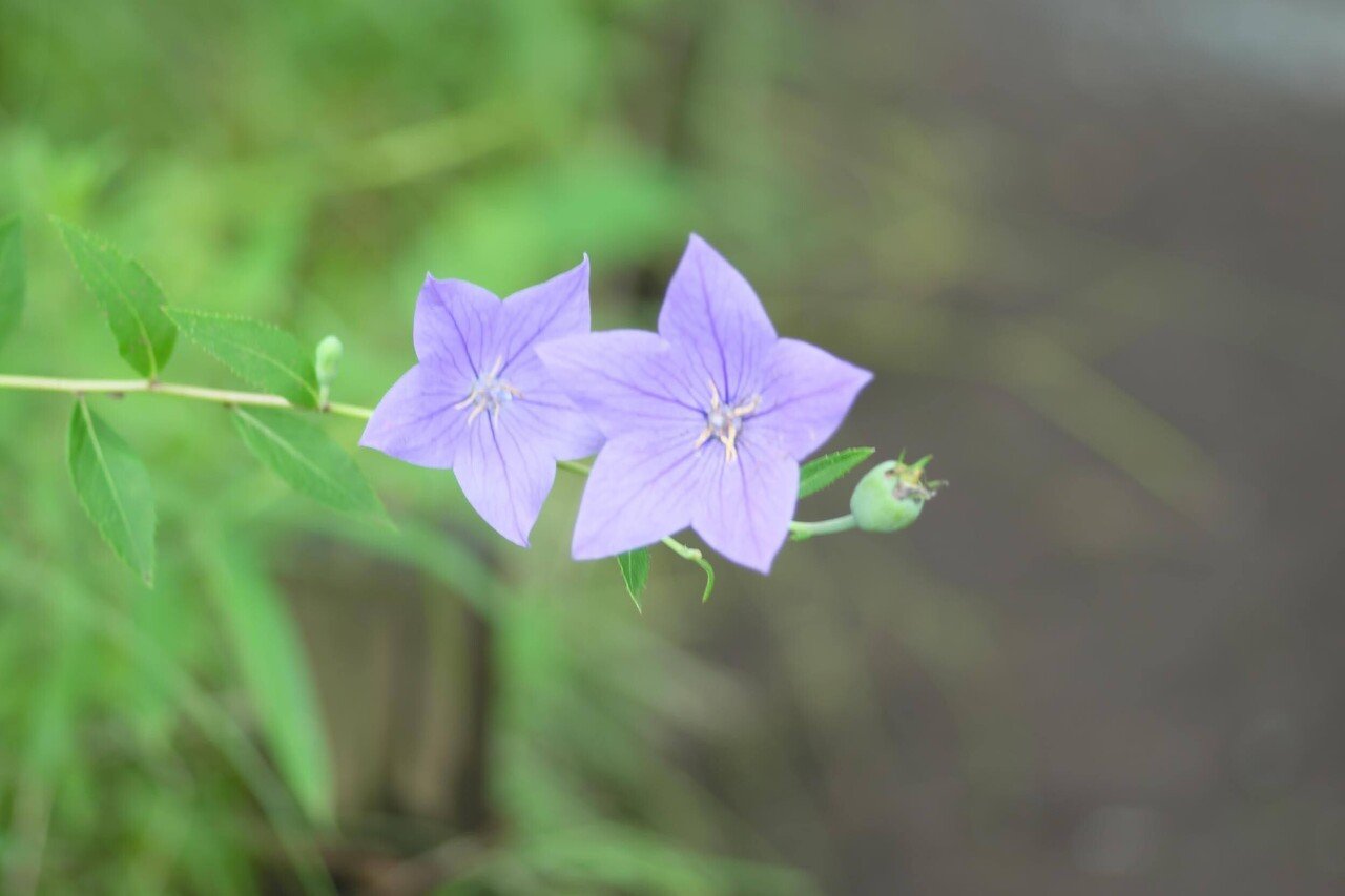 Carl Zeiss Sonnar T* 90mm F2.8 (G) を整備して，スナップ写真を撮っ