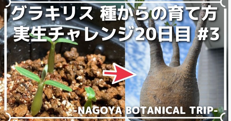 グラキリス の新着タグ記事一覧 Note つくる つながる とどける