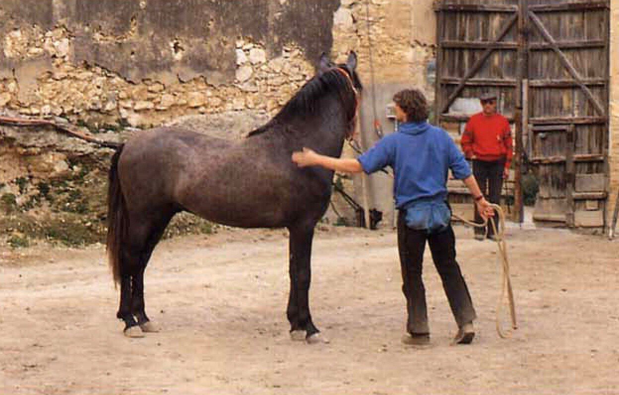 クラウス・フェルディナンド・ヘンプフリンク著「馬と踊ろう