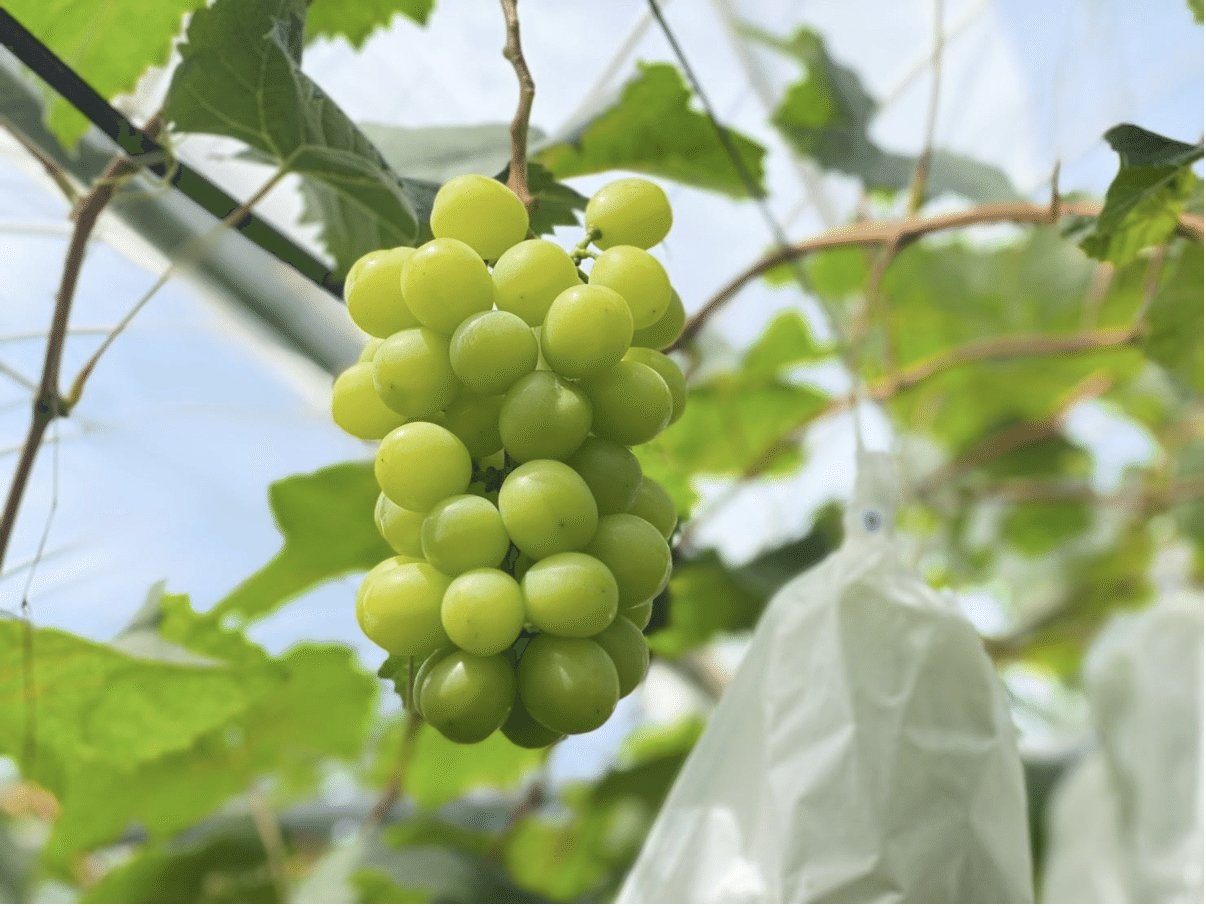 まるごと口に頬張ると太陽と果実の味がした 南国 宮崎生まれの シャインマスカット 河野伊享 農の都 つの町 都農町公式note まるごと口に頬張ると太陽と果実の味がした 南国 宮崎生まれの シャインマスカット 河野伊享 農の都 つの町 都農町公式note