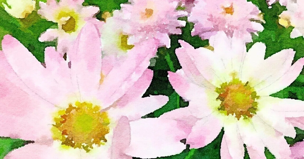 Vaundy 花占い 運命の恋ってあるの 横山黎 文フリ東京35に出品します Note Vaundy 花占い 運命の恋ってあるの 横山黎 文フリ東京35に出品します Note