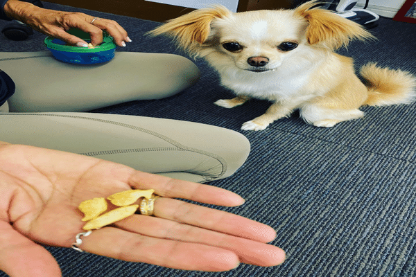 犬用おっとっと の新着タグ記事一覧 Note つくる つながる とどける