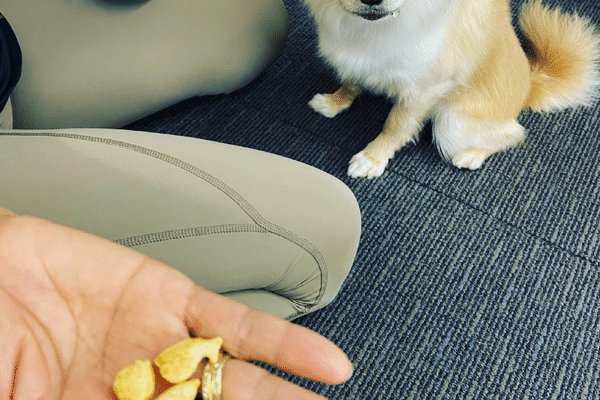 犬用おっとっと の新着タグ記事一覧 Note つくる つながる とどける 犬用おっとっと の新着タグ記事一覧 Note つくる つながる とどける