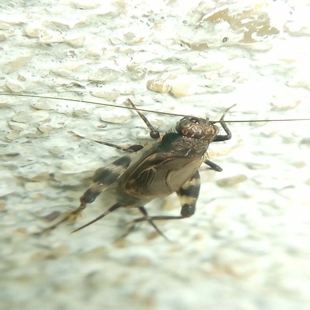 昆虫 マダラスズ撮れました ヒグラシの鳴き声が聞こえました 7 9 月澄狸 Note
