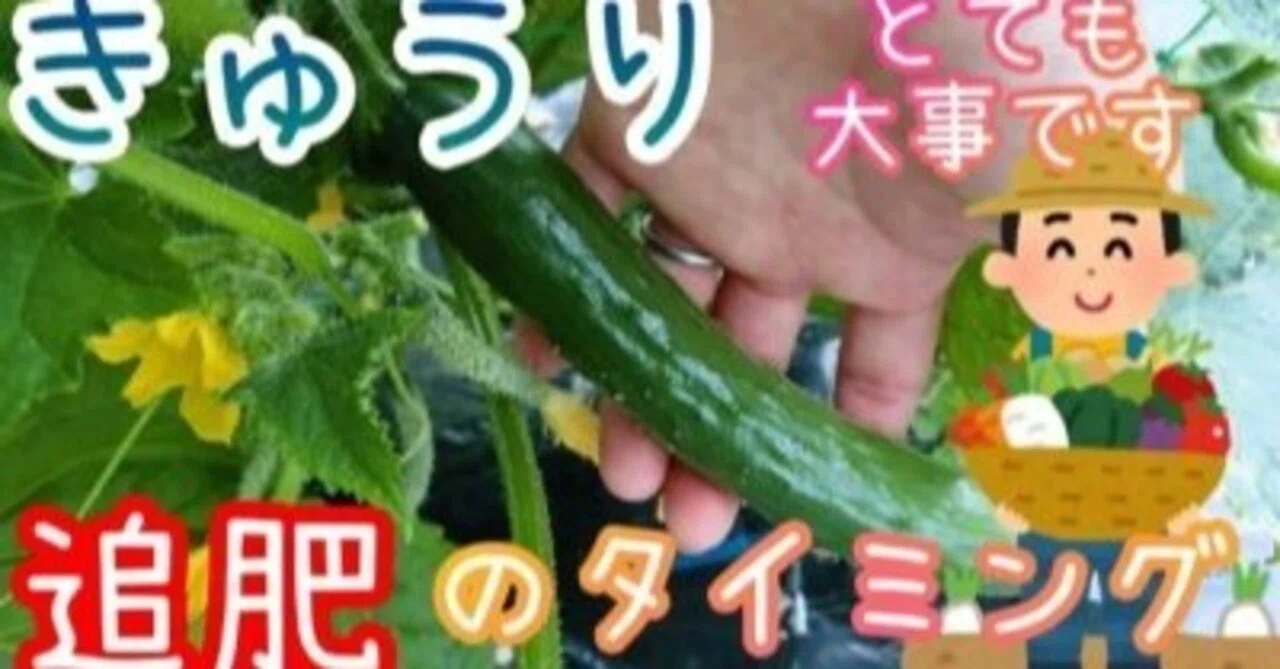 きゅうり の 追肥 の 時期