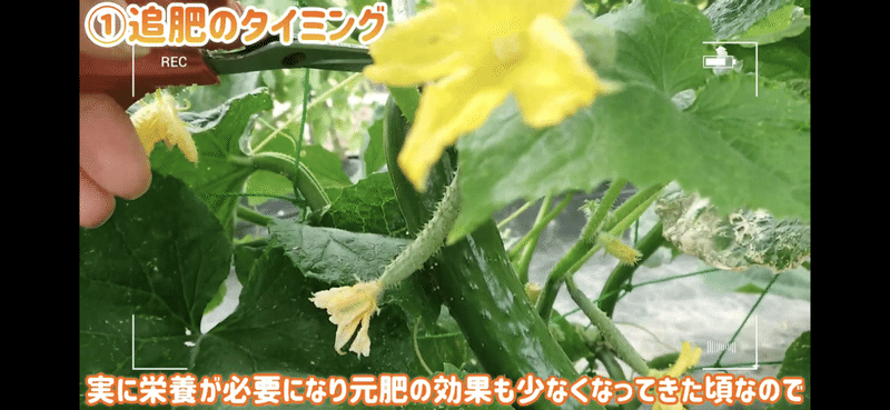 タイミングが大事 家庭菜園におけるきゅうりの追肥タイミング 井上寅雄農園 井上隆太朗 Note