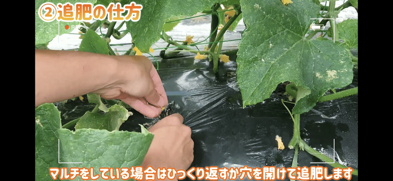 タイミングが大事 家庭菜園におけるきゅうりの追肥タイミング 井上寅雄農園 井上隆太朗 Note タイミングが大事 家庭菜園におけるきゅうりの追肥タイミング 井上寅雄農園 井上隆太朗 Note