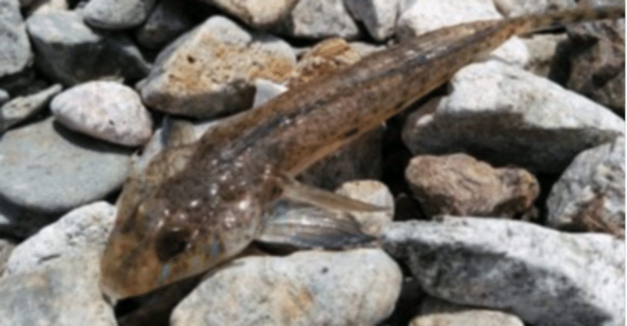 釣り情報 メゴチの釣り方 生態を詳しく解説 釣りドコ Note