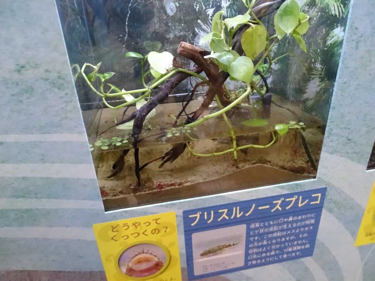 画像8