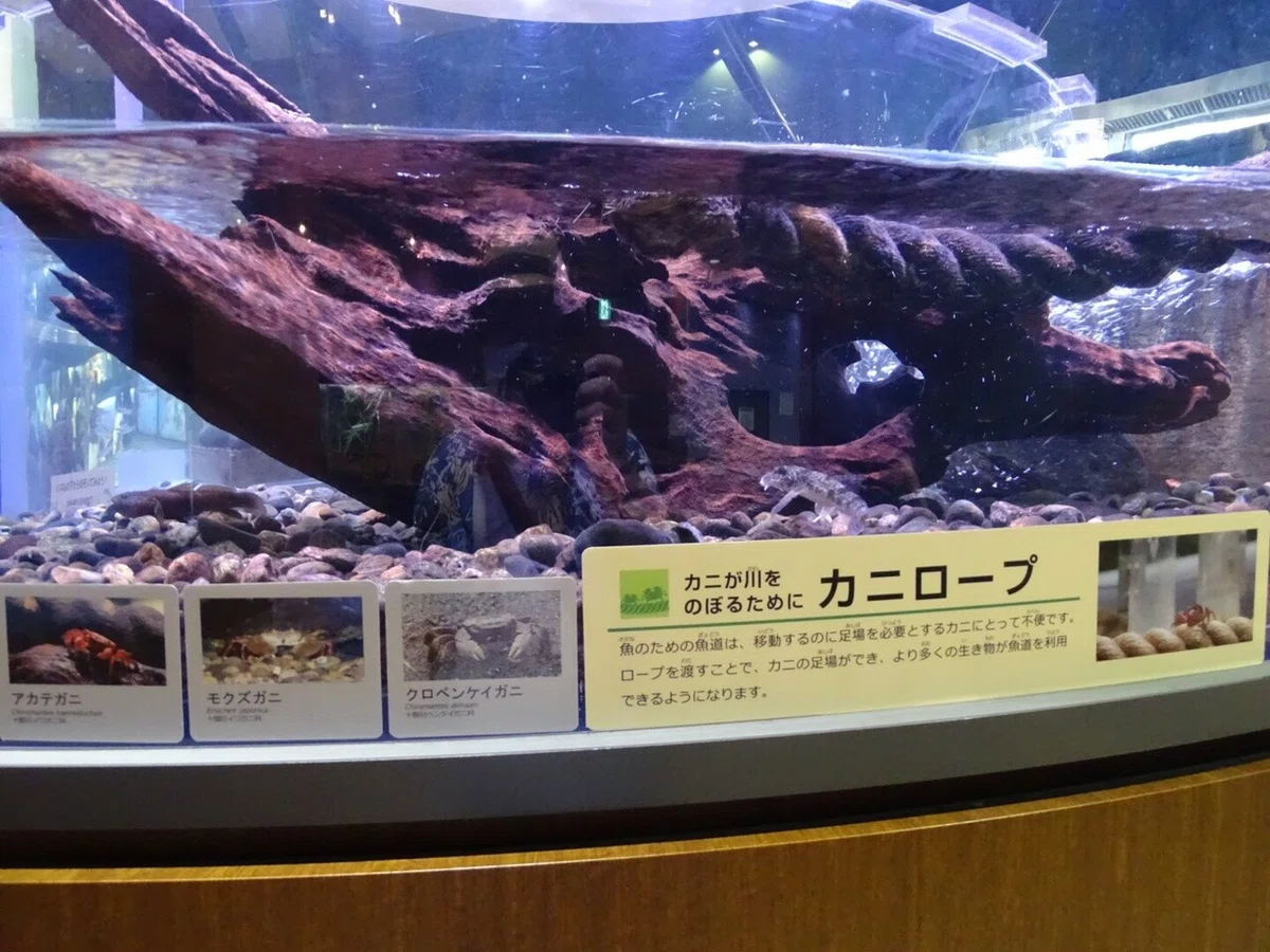 画像54