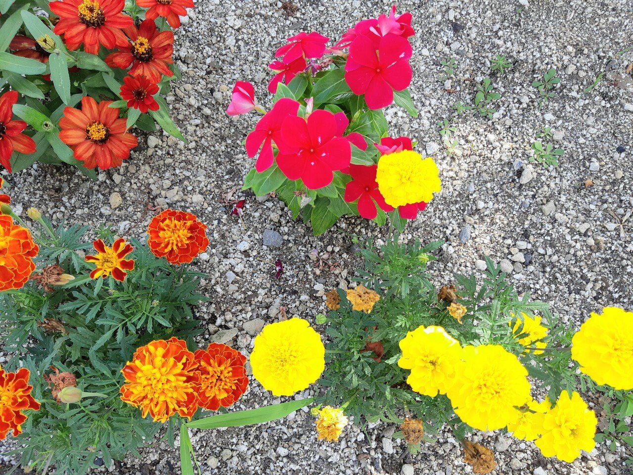 夏の花可愛いね 山田幸子フリーアナウンサー Note