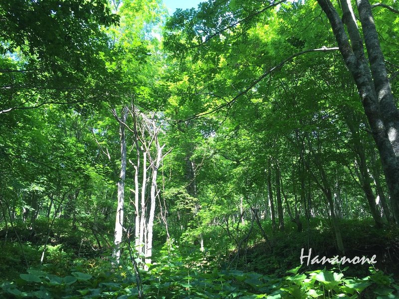 釧路湿原達古武の森22