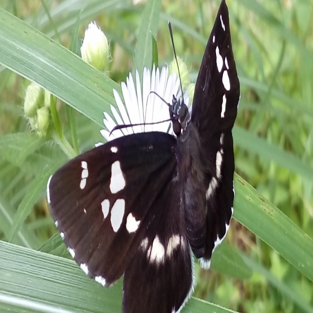 ジョウカイボン ベッコウガガンボ オドリバエ ムシヒキアブ Etc セグロアシナガバチ もマクロ撮影できました アメブロ振り返り１５ 月澄狸 Note