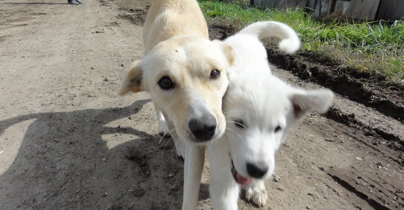 犬の避妊去勢手術の犬種による適期 デメリットについて 最新調査から ねこちぐら 獣医師 Note
