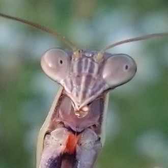 カマキリの餌虫について Tenodera Note