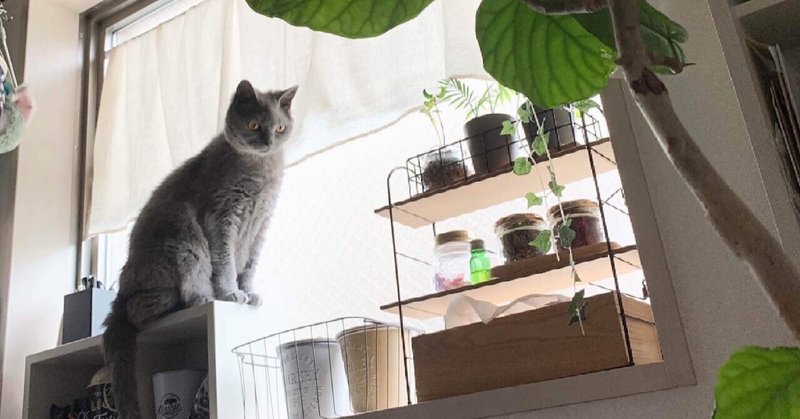ねこのピカ かいぬしの心 猫の目のように変わる Kt Note ねこのピカ かいぬしの心 猫の目のように変わる Kt Note