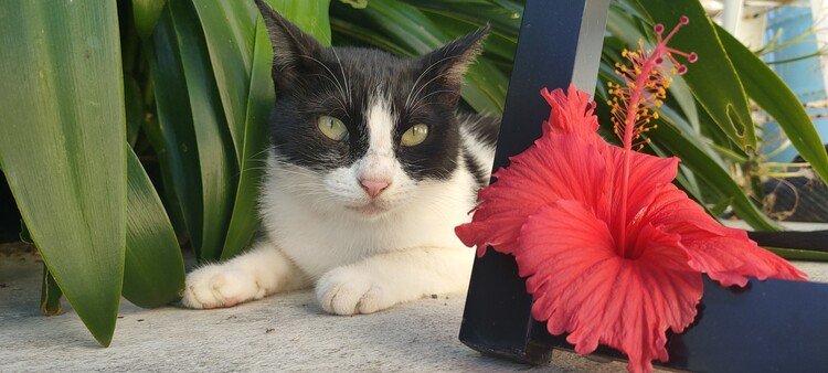 🌺夏だニャン🐾