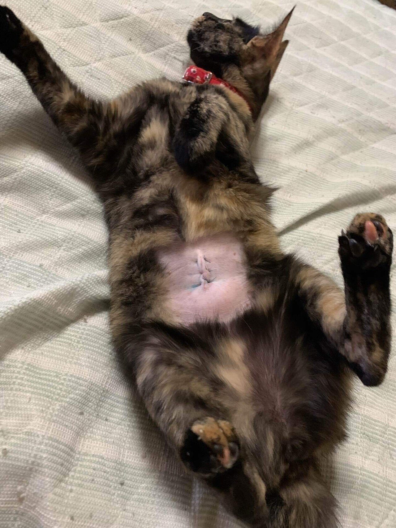 ヒロジャパン 愛媛県 飼い猫 トーティシェル サビ猫 ハル レッドタピー 茶トラ リン 特等席 今日の甘えん坊のハルちゃん Japan ヒロ Note ヒロジャパン 愛媛県 飼い猫 トーティシェル サビ猫 ハル レッドタピー 茶トラ リン 特等席 今日の甘えん坊のハルちゃん Japan ヒロ Note