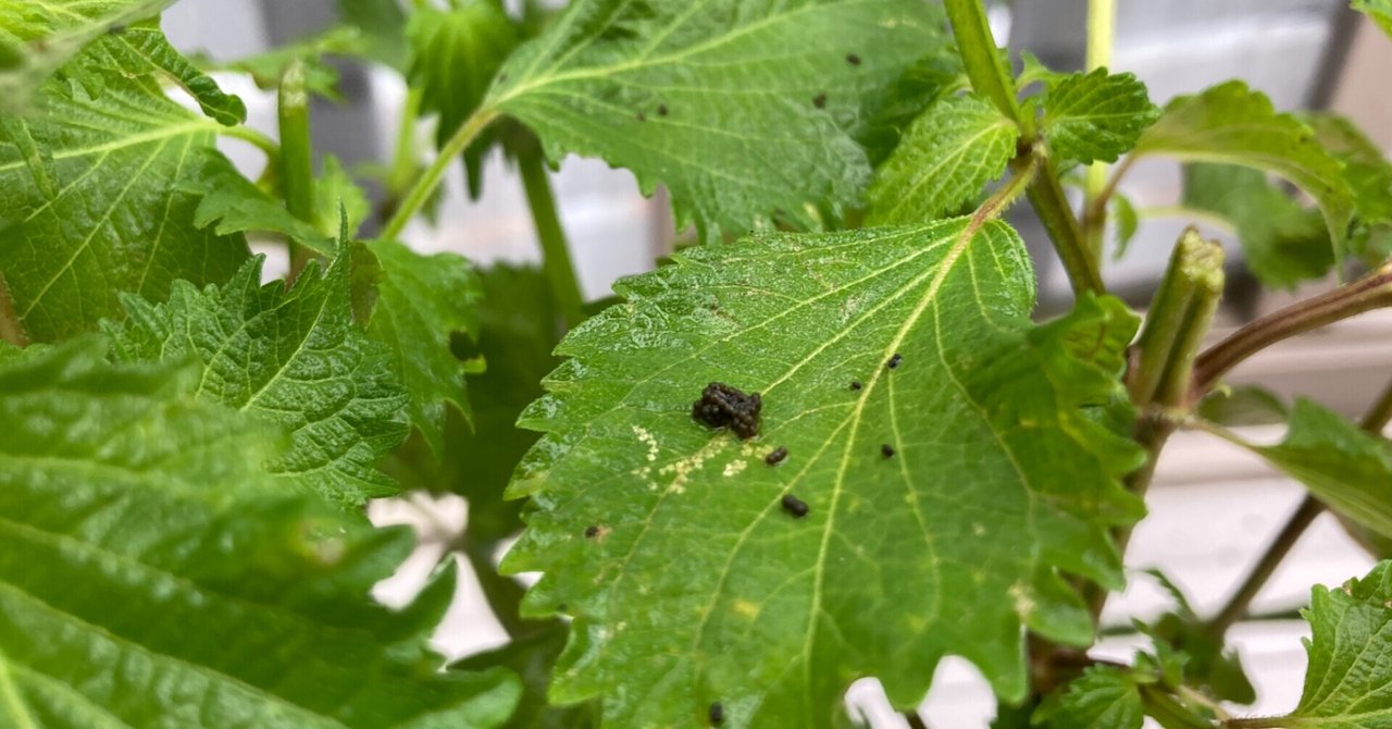 散らかったものが見えない私 虫が見えない彼 ヒラヤマヤスコ おかん 編集 執筆 料理 Note