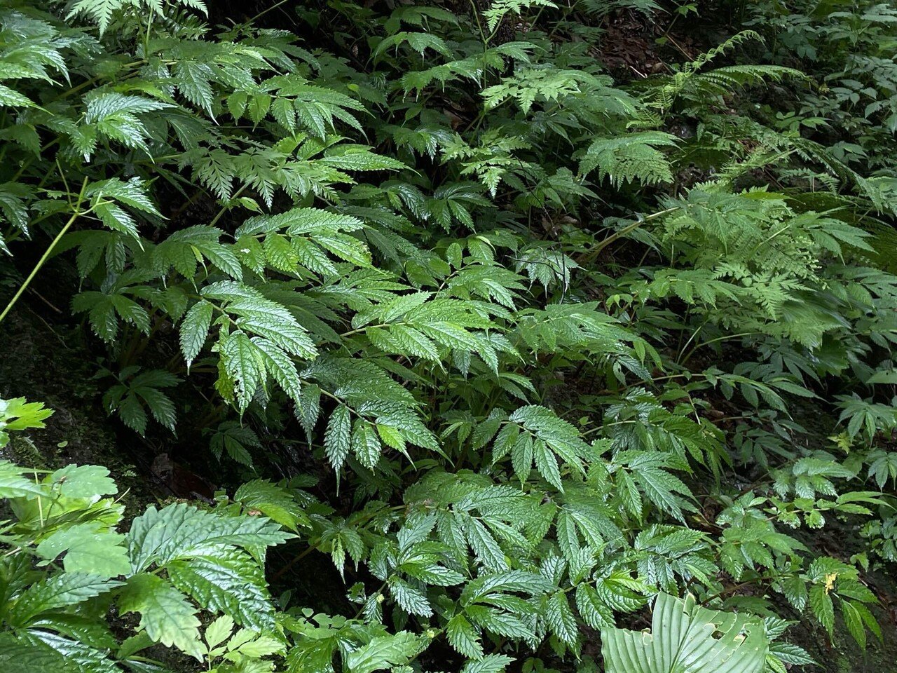 ウワバミソウの採取をしました Kakouguramaya Note ウワバミソウの採取をしました Kakouguramaya Note