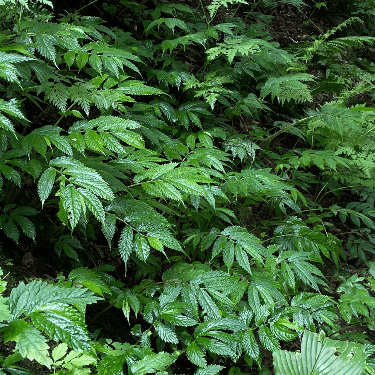 ヤマトキホコリについて Kakouguramaya Note ヤマトキホコリについて Kakouguramaya Note