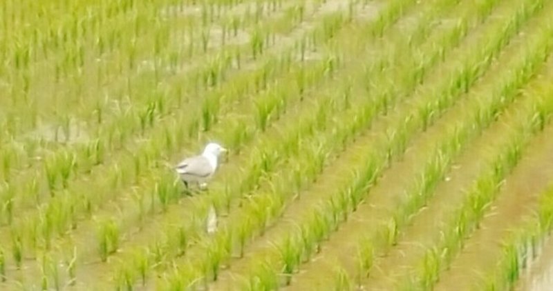 鳥かわいいよ鳥 西崖 Note