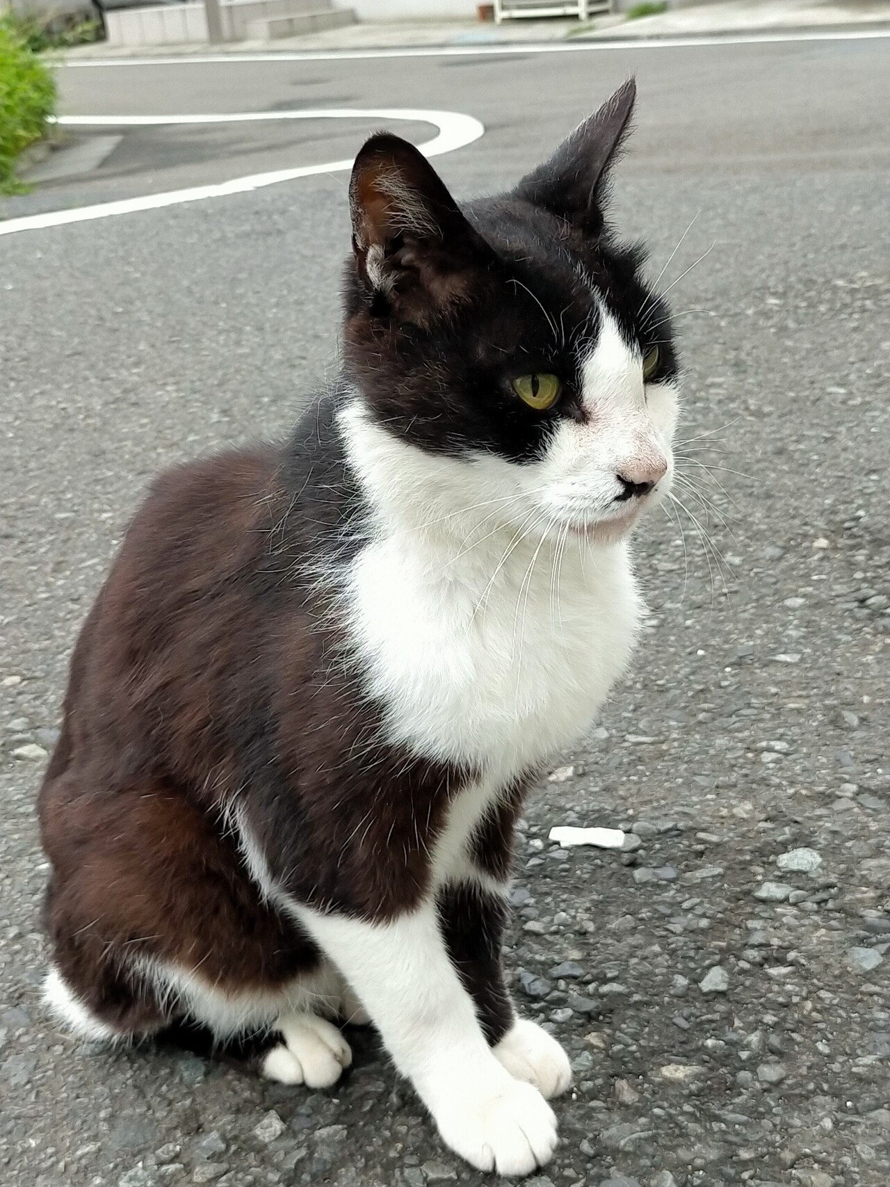 ミーコとねこ 5 ｳﾌﾌ 猫の気持ち の巻 ミーコ 生き方研究家 Note