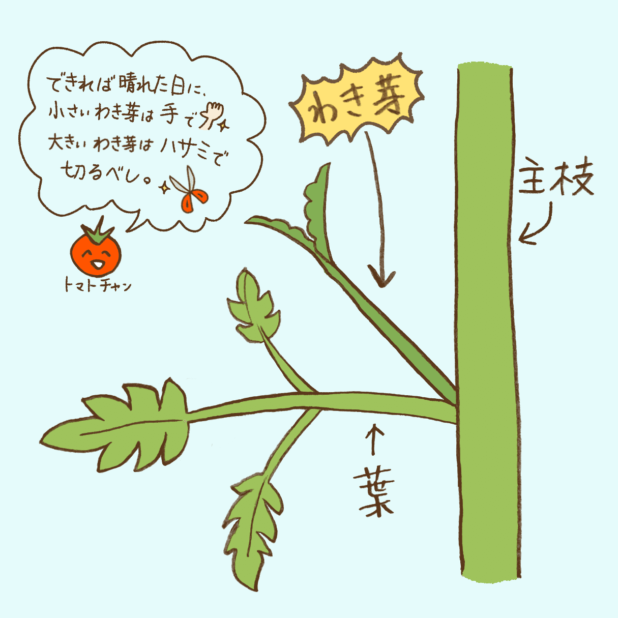 ミニトマトの三本仕立て 花盛りのきゅうりを添えて 玉三郎 Note