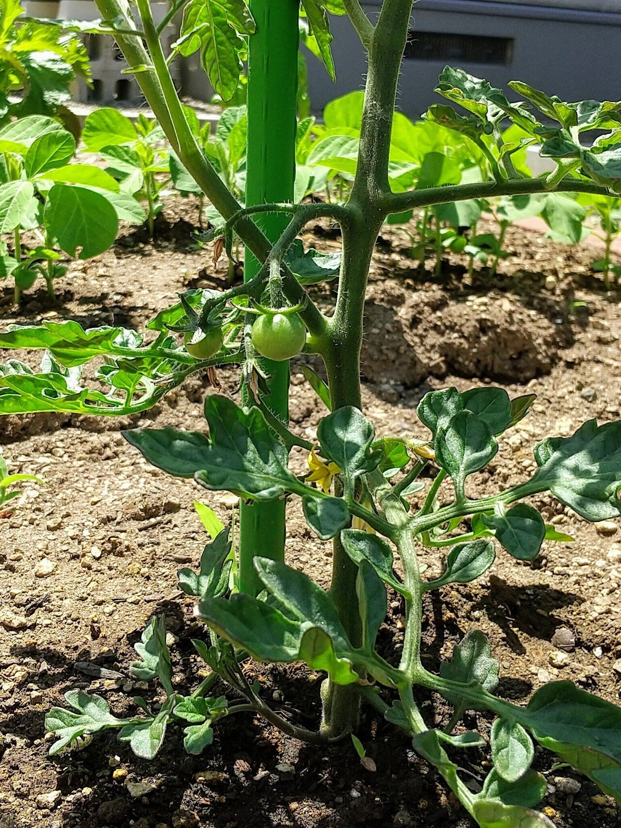 ミニトマトの三本仕立て 花盛りのきゅうりを添えて 玉三郎 Note ミニトマトの三本仕立て 花盛りのきゅうりを添えて 玉三郎 Note